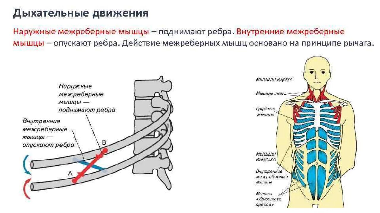 Межреберное дыхание упражнения. Ход волокон внутренних межреберных мышц. Наружные и внутренние межреберные мышцы. Вдох наружные межреберные мышцы. Межрёберные мышцы схема дыхания.