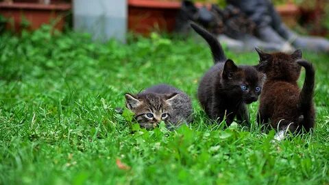 Активные котята