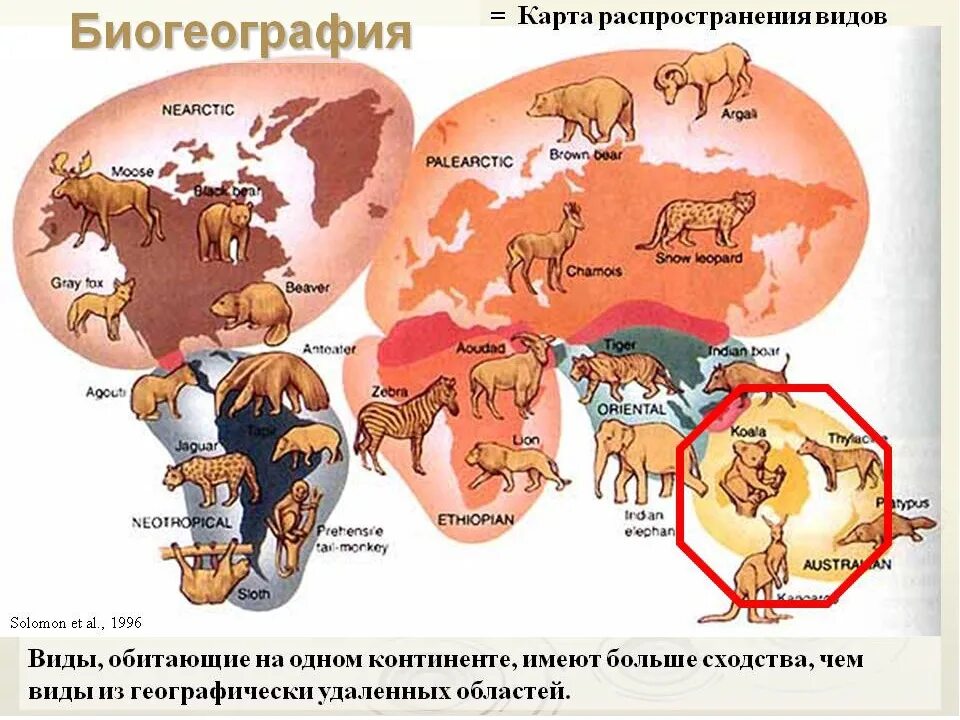 Доказательства эволюции биогеографические доказательства. Биогеографические методы изучения эволюции. Биогеографические области земли таблица. Распространение животных. Наука о распространении живых организмов