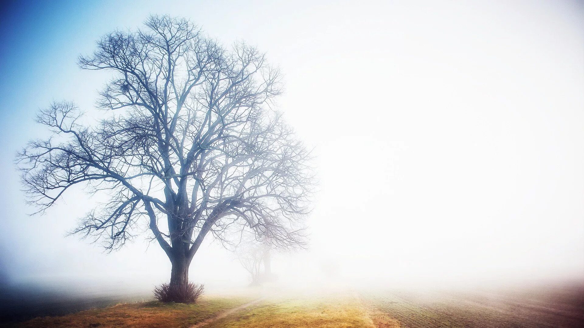 Ветвь туманного дерева. Деревья в тумане. Пейзаж с деревьями. Обои дерево. Деревья в лесу.