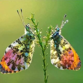 Мотылек 2
