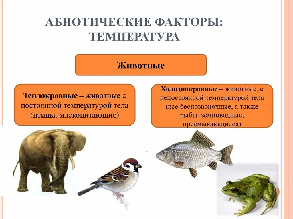 Абиотические факторы температура. Влияние абиотических факторов на организмы. Экологические факторы и их влияние на живые организмы. Влияние абиотических факторов на животных. Группы экологических факторов 7 класс