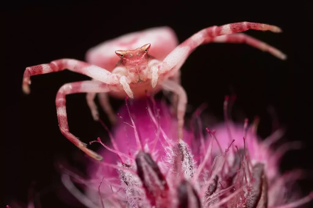 Розовый краб. Паук Томизус. Паук-бокоход Thomisus onustus. Crab Spider паук розовый.