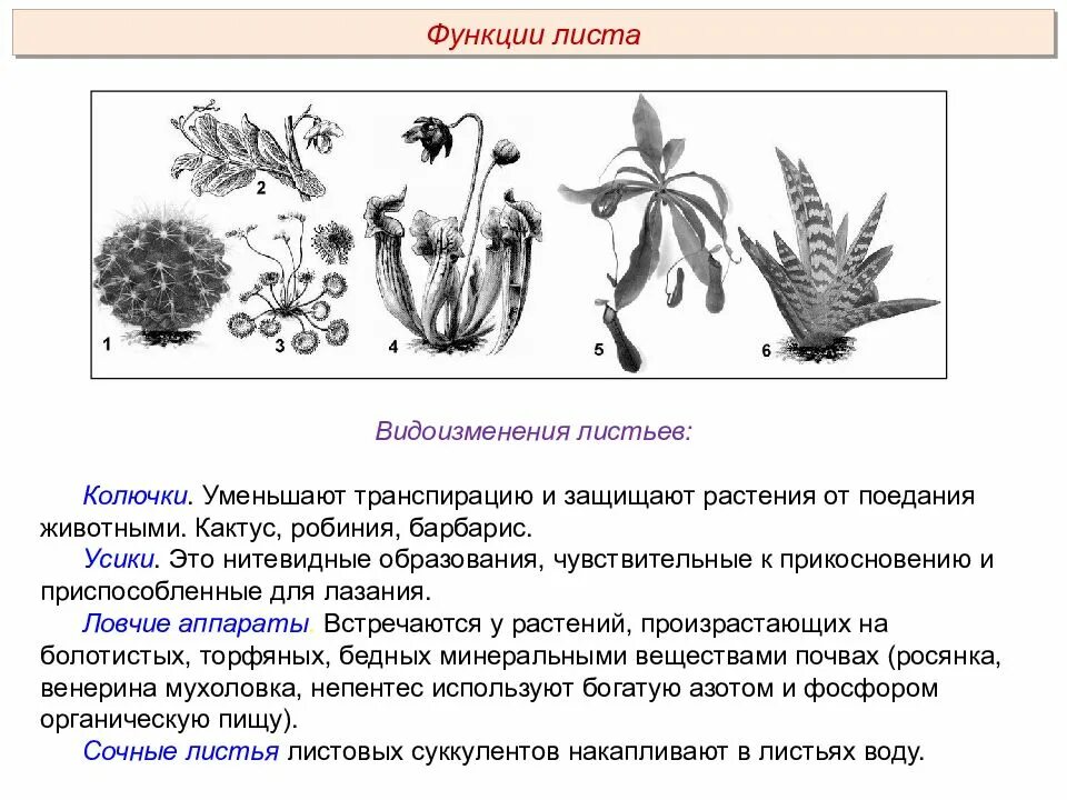 Видоизменения листьев ловчие листья. Метаморфозы листа таблица. Видоизменения листьев листовые усики. Видоизменения листа колючки.