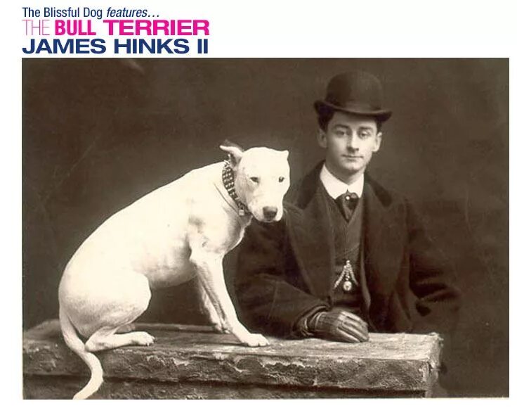 File:Bull Terrier from 1915.JPG - Wikipedia