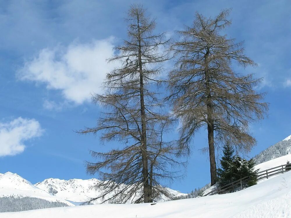 лиственница сибирская крона. лиственница европейская зимой. лиственница сибирская зима. зимняя лиственница. зимняя лиственница.