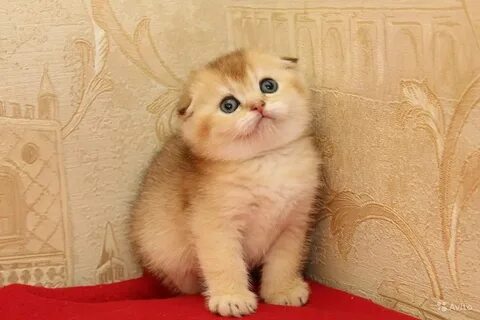 Шотландский вислоухий котенок золотой