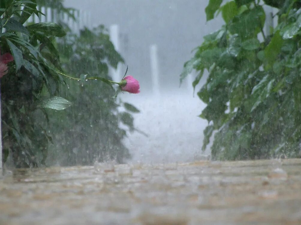 Слезы под дождем. Дождик в августе. Август дождь. Цветы под дождем.