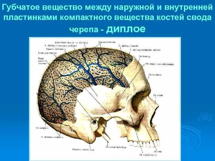 Наружные и внутренние пластинки. Стекловидная пластинка костей черепа. Диплоэ кости. Строение костной ткани головы. Строение кости свода черепа анатомия.