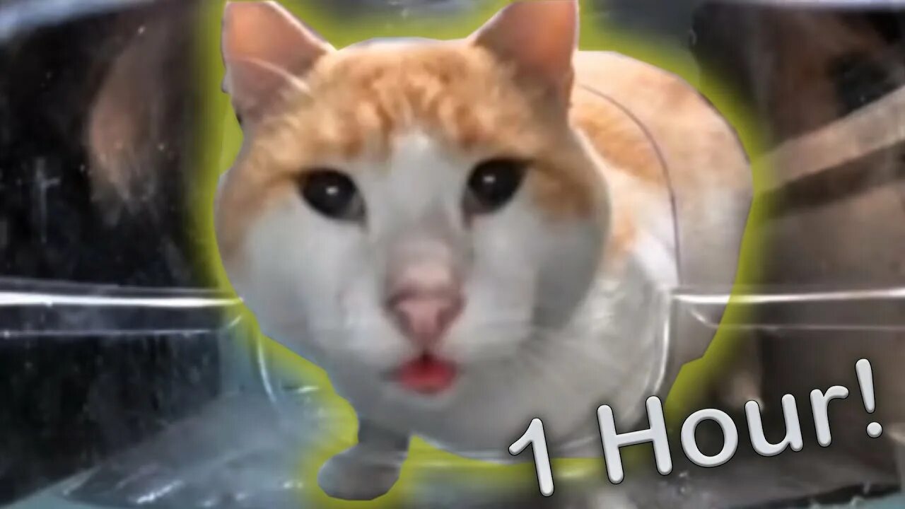 Кот который ест мем. Кот который ест мем