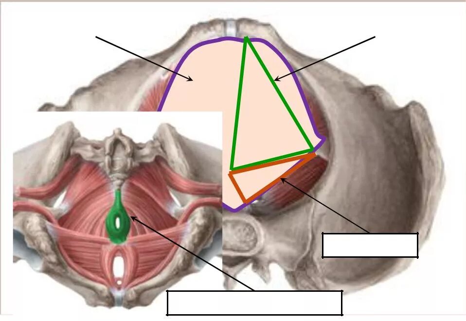 Фасции мочеполовой диафрагмы. Мышцы диафрагмы таза анатомия. Леватор Ани. Диафрагма малого таза анатомия.