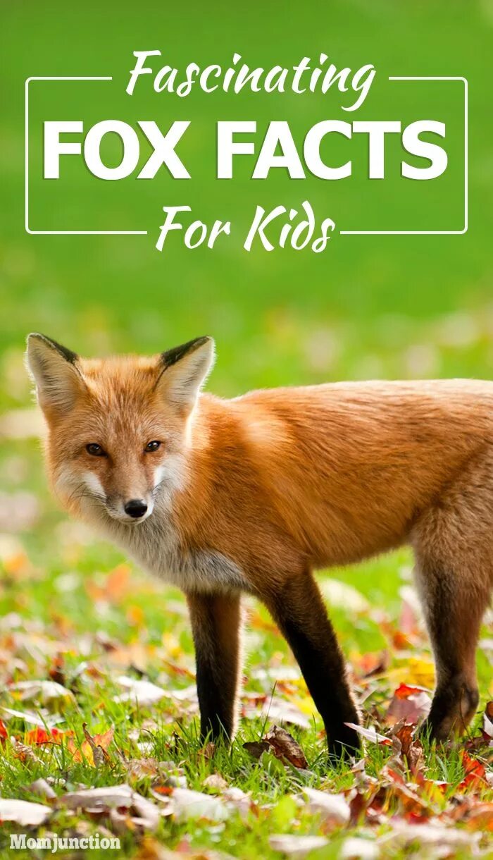 Read foxes. Fox facts. About Foxes. Facts about Fox. Fox for Kids.