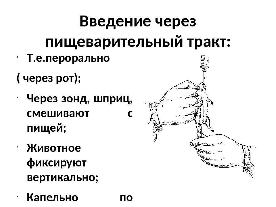 Препараты через рот. Введение. Введение лекарственных растворов через рот. Инструменты для введения лекарственных средств. Зонд для введения лекарств.