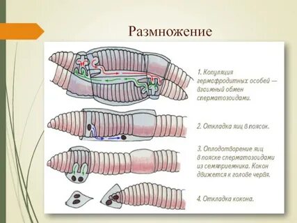 Какие мышцы у червя