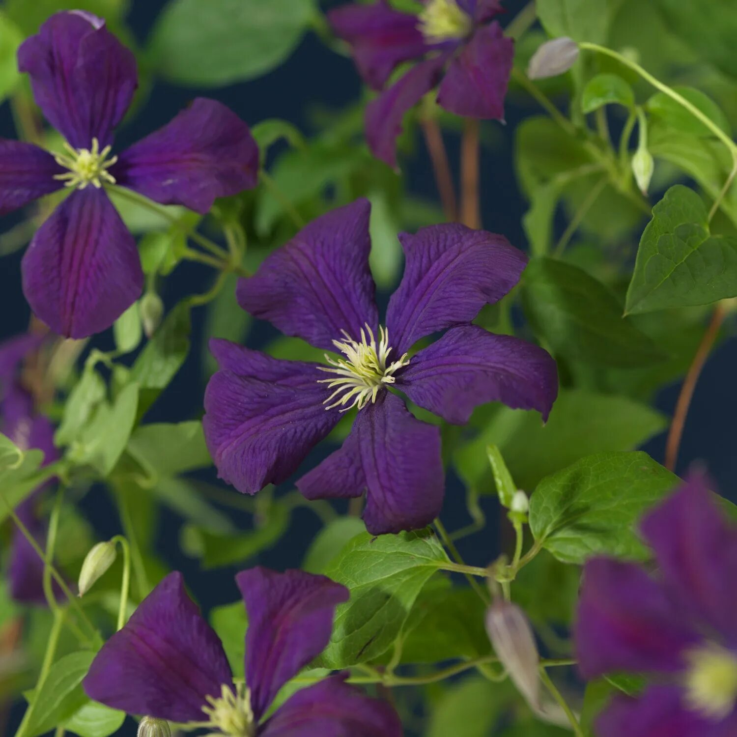 Клематис etoile Violette. Клематис Этуаль Вайолет. Клематис Этуаль Виолет. Клематис etoile Violette / Этуаль Виолетт. Этуаль виолет