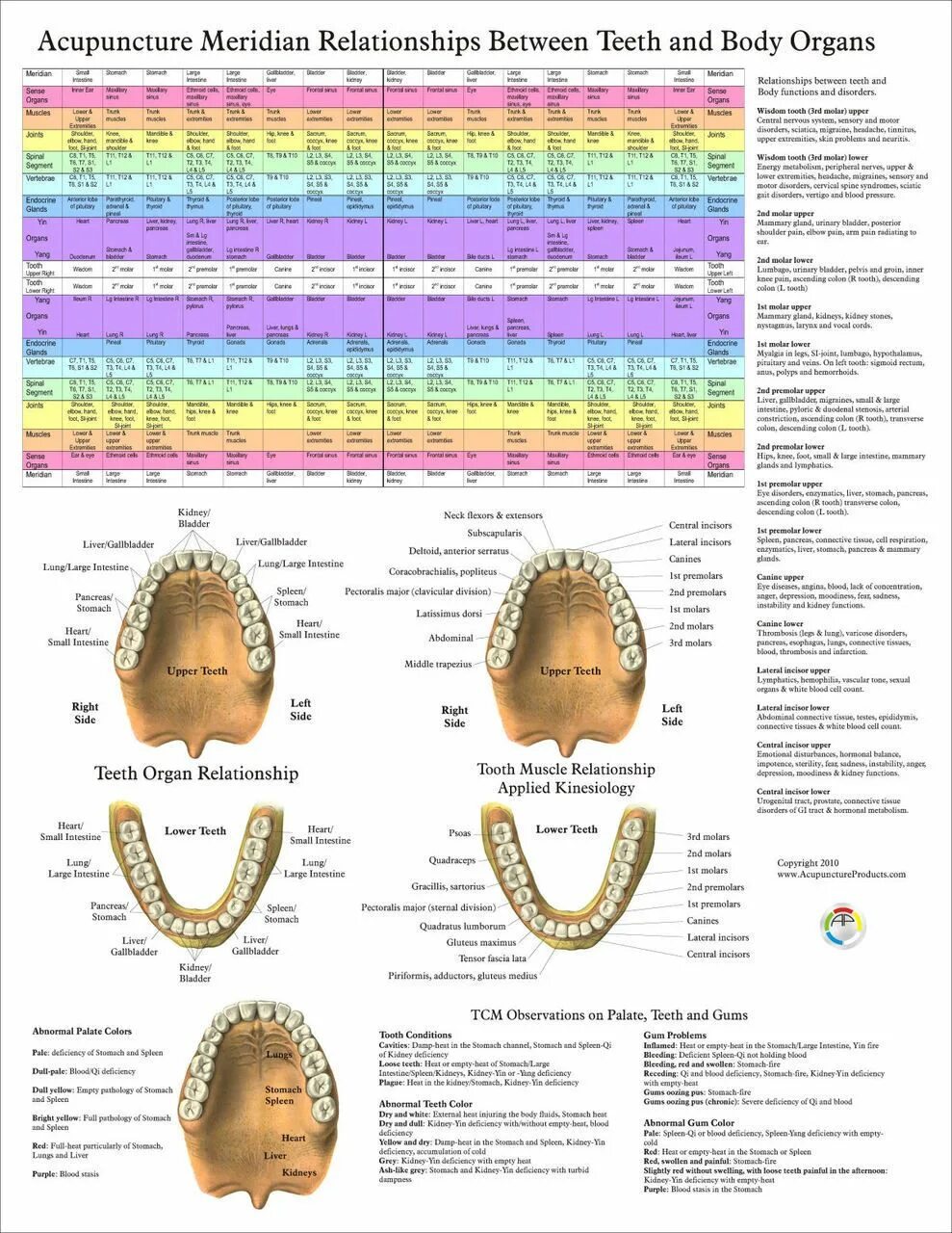 Связь зубов с органами. Схема соответствия зубов внутренним органам. Взаимосвязь зубов и органов. Взаимосвязь зубов и внутренних органов. Взаимосзять зубов с органами.
