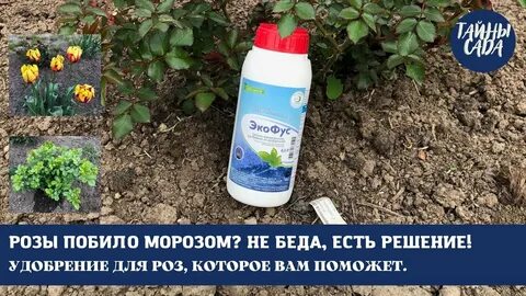 Картошку побило морозом до цветения что делать