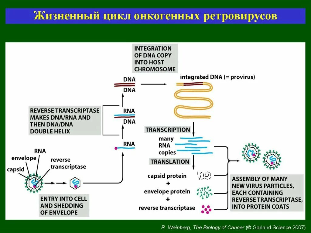 РНК вирусы ретровирусы. Ретровирусы жизненный цикл. Последовательность жизненного цикла ретровирусов. Жизненный цикл ретровируса иммунодефицита человека.