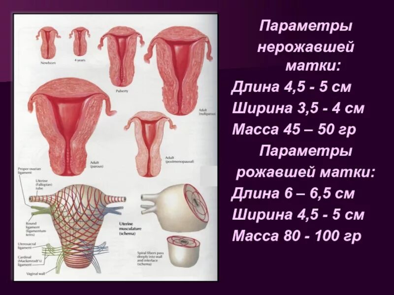 Какого размера матка у женщины в обычном. Ширина матки. толщина матки. какого размера матка у женщины. длина ширина толщина матки.