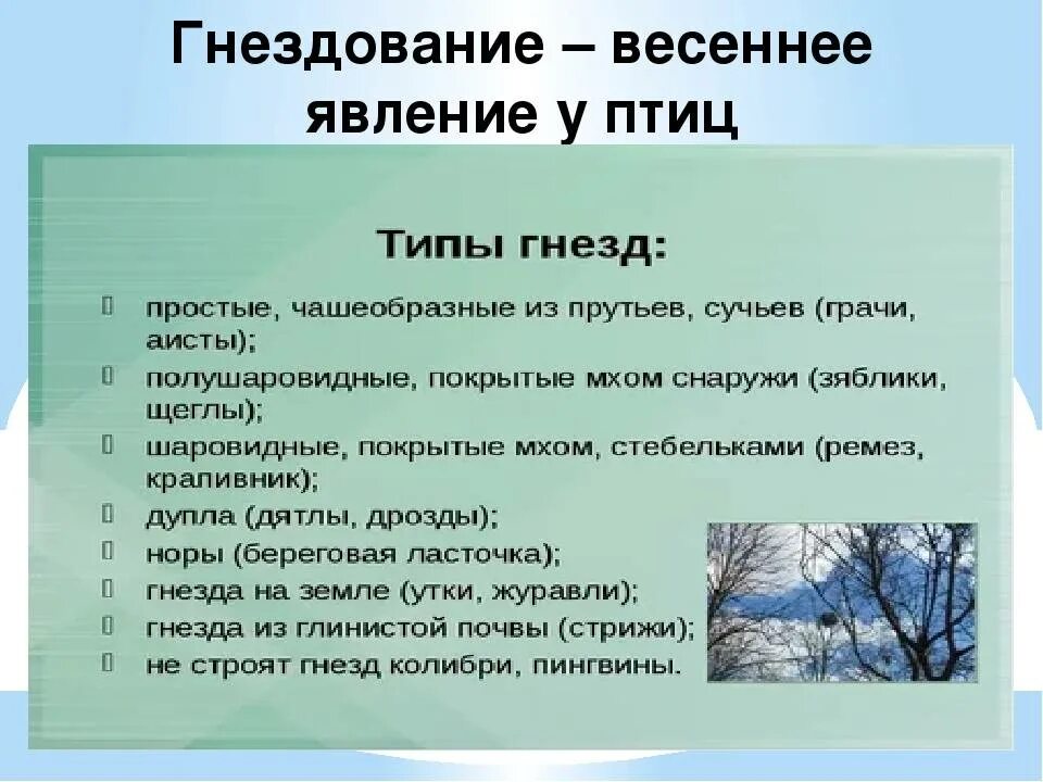 Три группы птиц по характеру сезонных переселений