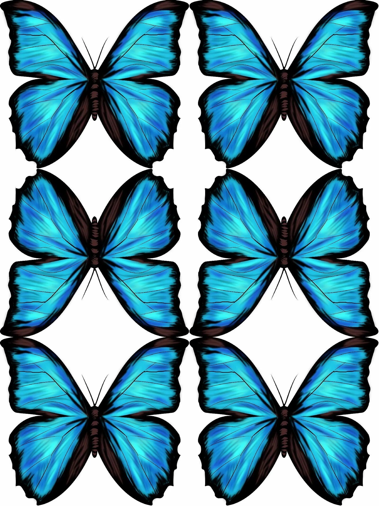 Синие картинки распечатать. Синяя бабочка. Бабочки для печати. Бабочки синие фотопечать. Бабочки бирюзовые для печати.