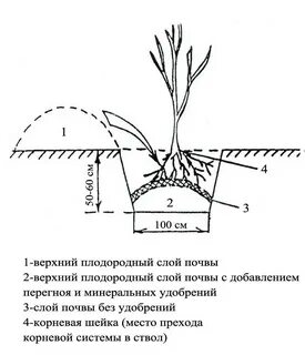 Яблоня мельба как сажать