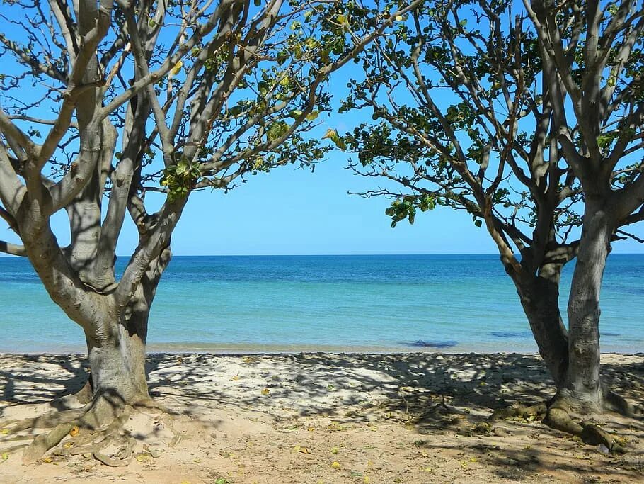 Деревья на пляже. Море деревьев. Дерево на пляже название. Дерево на пляже !Джибути.