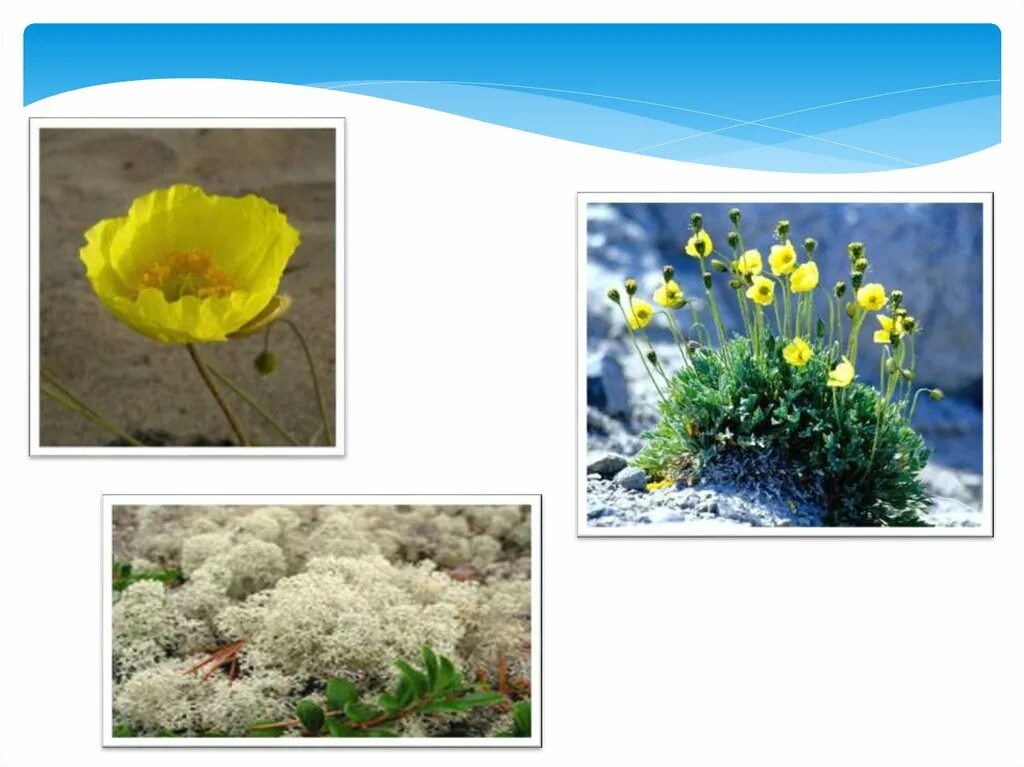 Полярный мак снежный лютик. Сообщение о цветке мак. Растения арктики полярный мак. В какой зоне растет мак. Полярный мак арктических пустынь.