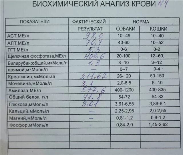 Перед анализом биохимии крови нельзя. Биохимия анализ показатели. Биохимические показатели крови у собак. Биохимия крови собаки показатели. Биохимия крови расширенный.