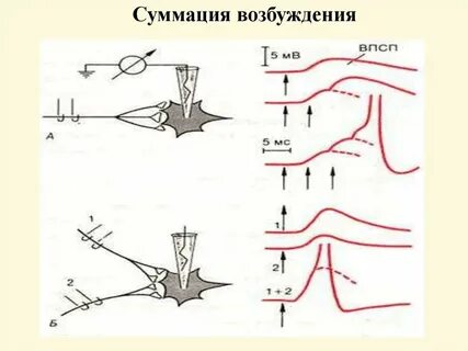 Суммация это