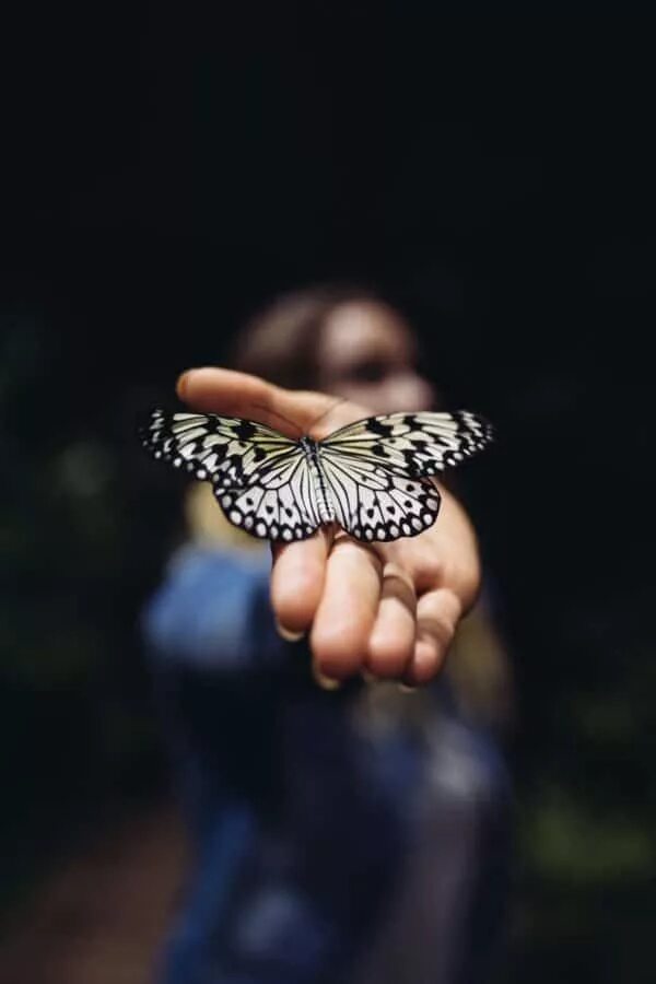 Butterfly In Hand Finger - Free photo on Pixabay Butterfly photos, Butterfly, St