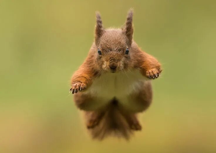 Белка в полете фото 17) Белки играют в "Игру престолов" Squirrel, Squirrel hunting, Red squirrel