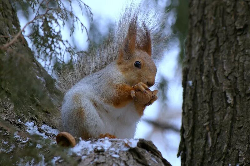 беличья нора. дупло белки зимой. дупло белки беличье дупло. дупло белки. белка в дупле зимой.