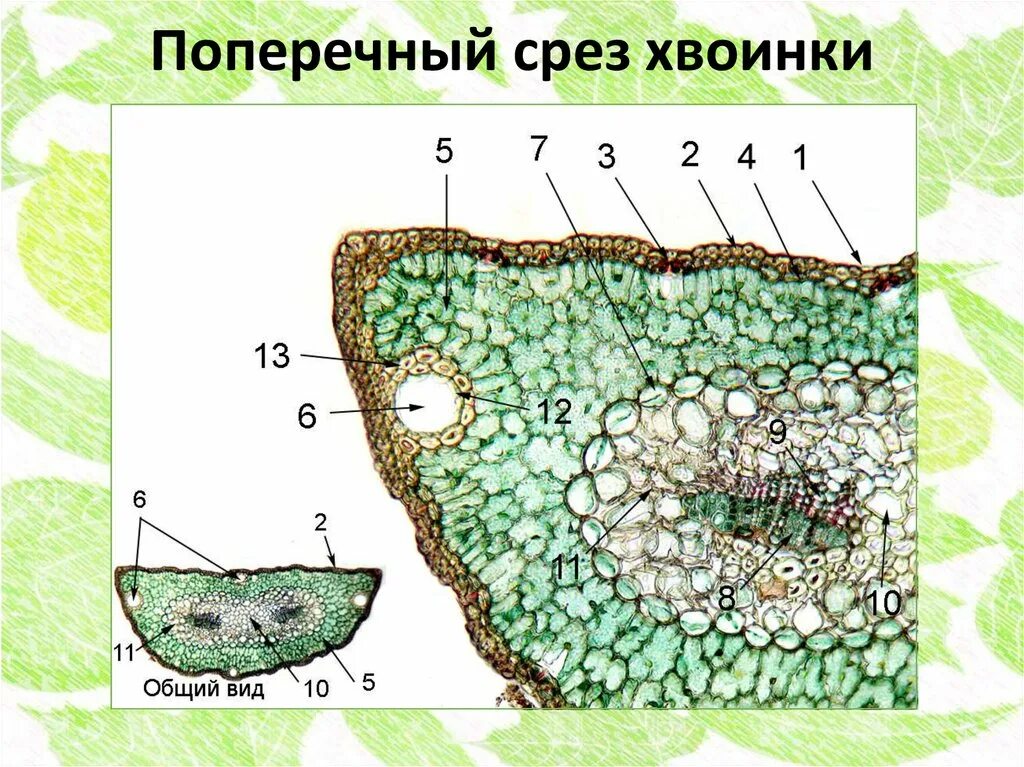 Ткань хвойных. Анатомическое строение хвоинки сосны обыкновенной. Анатомическое строение листа хвои сосны. Поперечный срез хвоинки сосны. Поперечный срез листа хвоинки.