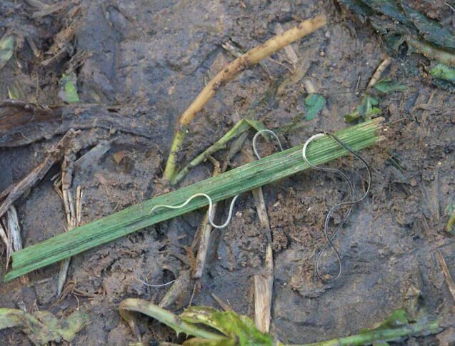 Червь трава. Тонкий белый червяк в земле. Белые длинные тонкие черви.