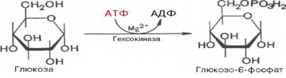 Активация глюкозы с затратой атф. Глюкоза АТФ глюкозо-6-фосфат. Глюкоза + АТФ = Глюкоза-6-фосфат. Фосфорилирование фруктозо-6-фосфата. Глюкоза плюс АТФ получается глюкозо-6-фосфат.