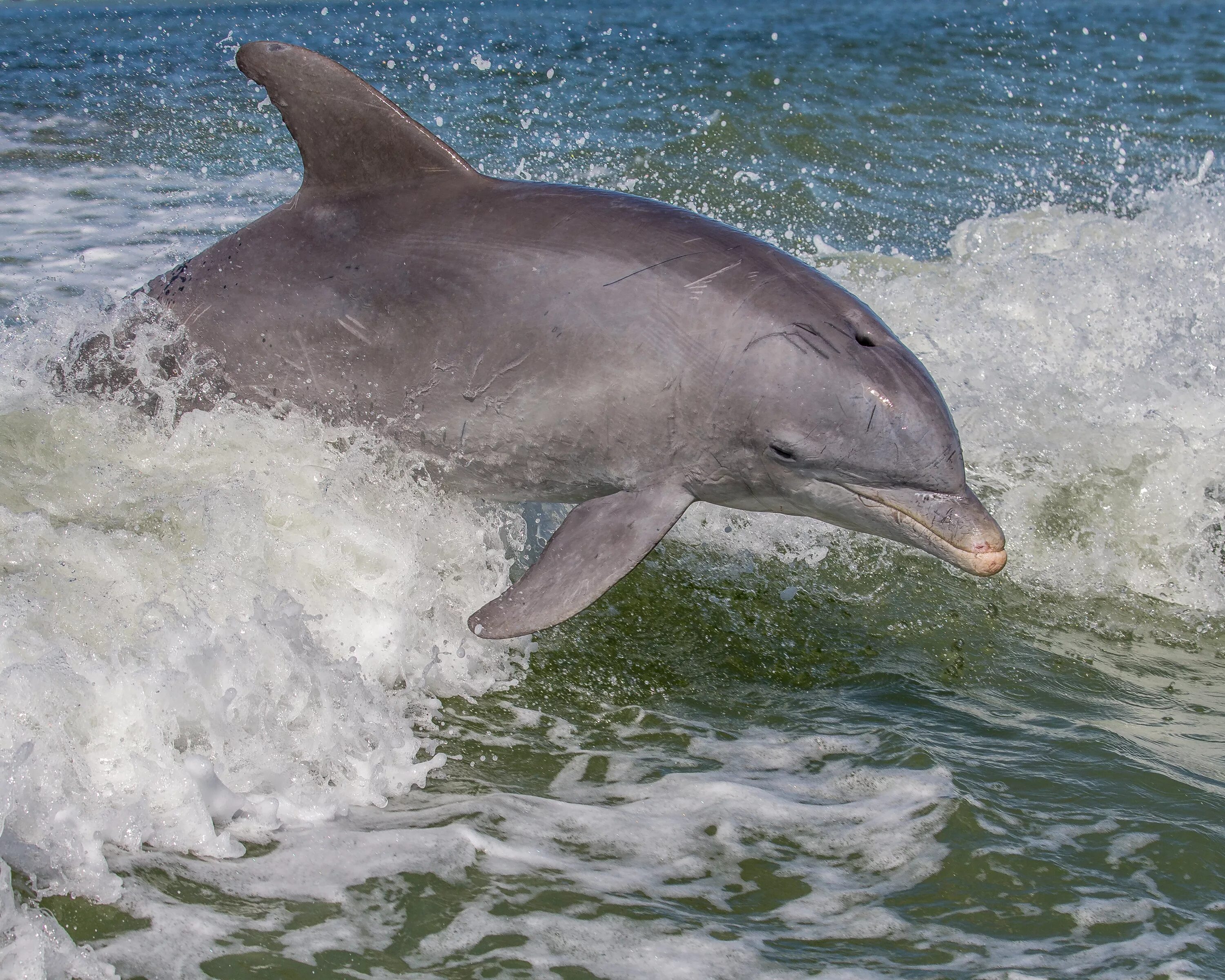 Дельфир. Ластоногие дельфины. Морские млекопитающие дельфины. Афалина альбинос Дельфин. Дельфин Азовка фото.