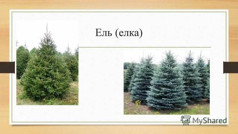 Сосна и ель различия. Деревья виде новогодних. Елка ель сосна отличия. Елка это дерево или нет. Различие сосны от ели.
