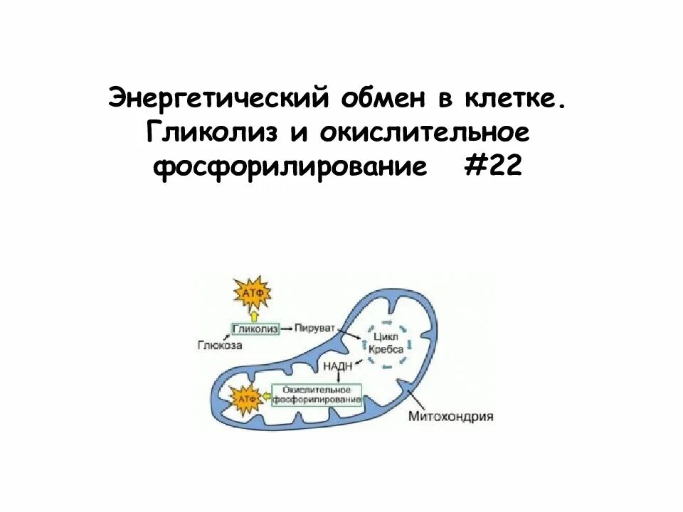 Гликолиз происходит в митохондриях. Энергетический обмен окислительное фосфорилирование. гликолиз и окислительное фосфорилирование. окислительное фосфорилирование в пластическом обмене.
