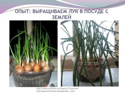 Опыт выращивания