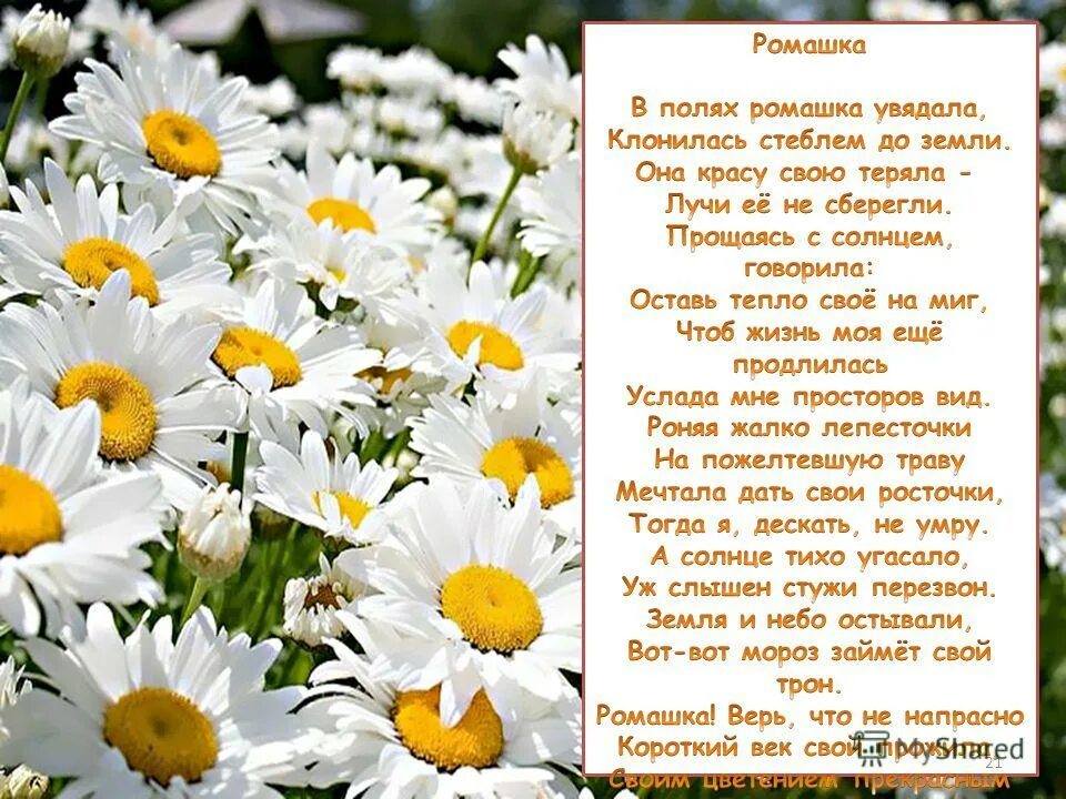 ромашковые поля слова. поле ромашек в согласование. поле ромашек. ромашковые поля текст. одоевский район поле ромашек.