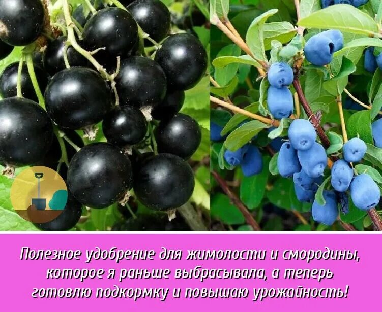 Жимолость черная смородина. Черная смородина и жимолость. Жимолость и смородина. Жимолость черная. Ягоды жимолость смородина.