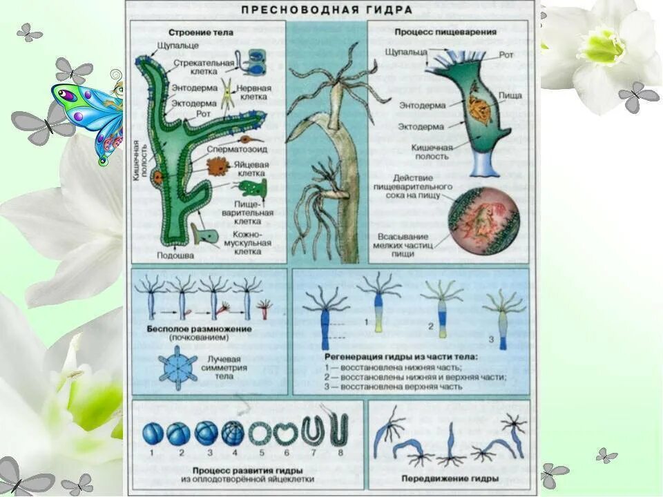 Особенности строения пресноводных. Схема внутреннего строения гидры. гидра пресноводная строение. гидра пресноводная строение клетки. клеточное строение гидры пресноводной.