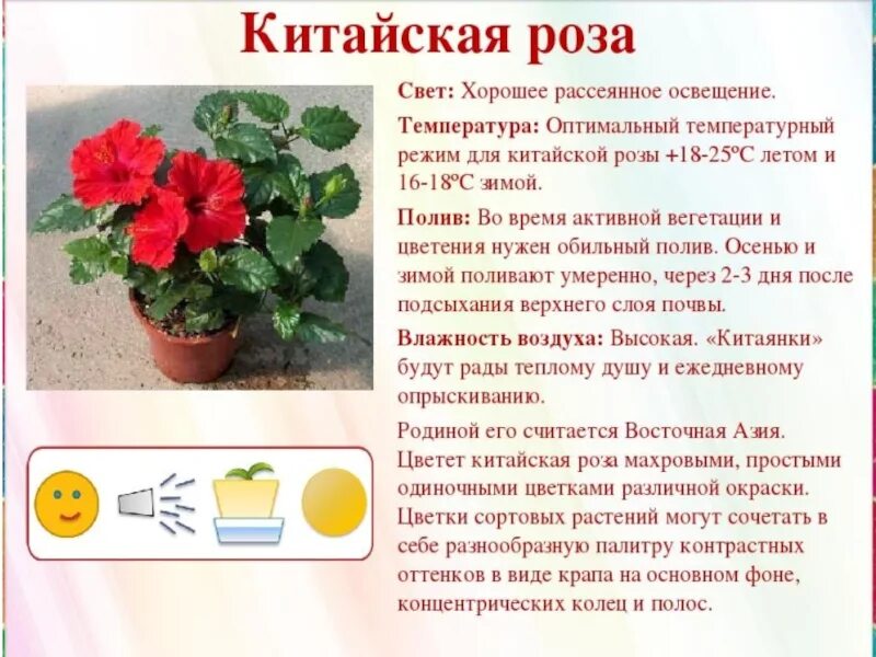 Как выглядит паспорт растения Паспорт Комнатного Растения