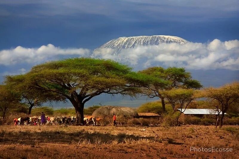 Африка самый высокий. ЮАР Килиманджаро. Кения Килиманджаро. Парк в Кении Килиманджаро. Танзания туризм Килиманджаро.