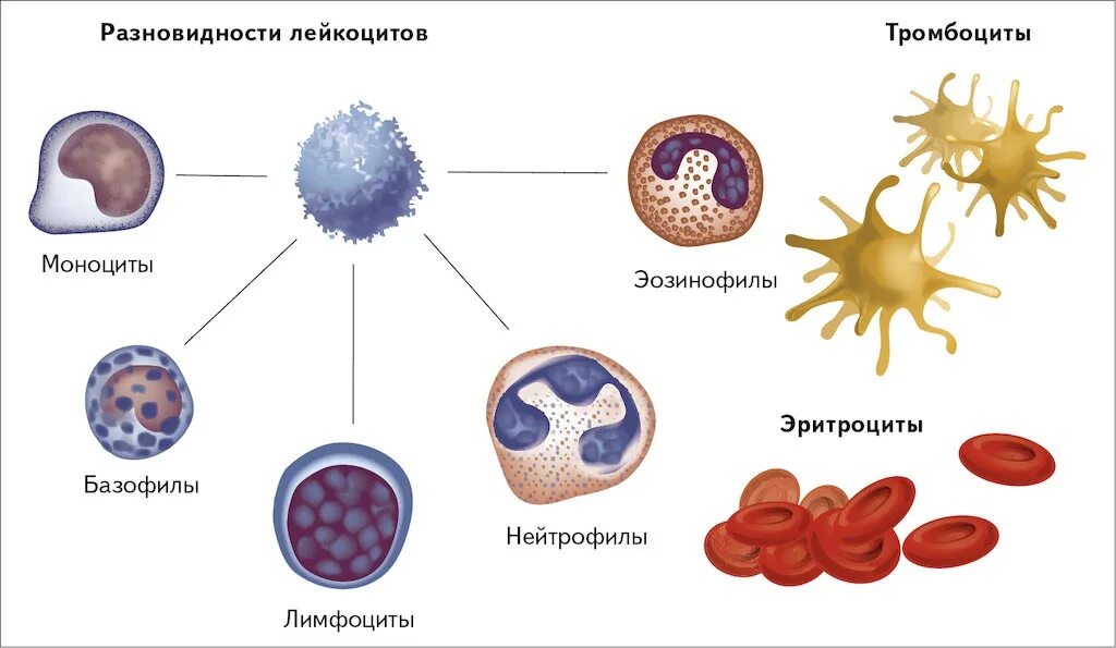 Лимфоцит моноцит тромбоцит эритроцит. Лейкоциты строение клетки крови. форменные элементы кровяные клетки. тип клеток крови  лейкоцит. форменные элементы лейкоциты лимфоциты.