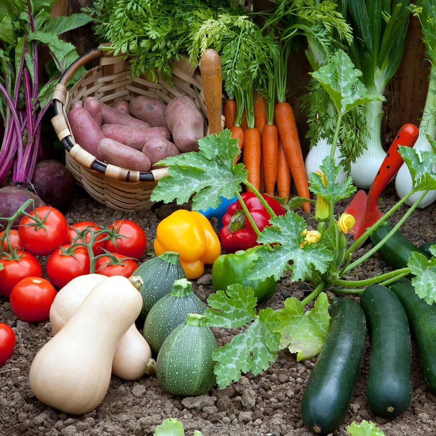 Чудо овощи на грядке. Огород овощи картинки. Урожай с огорода. Овощи в саду. Огород с грядками для детей.