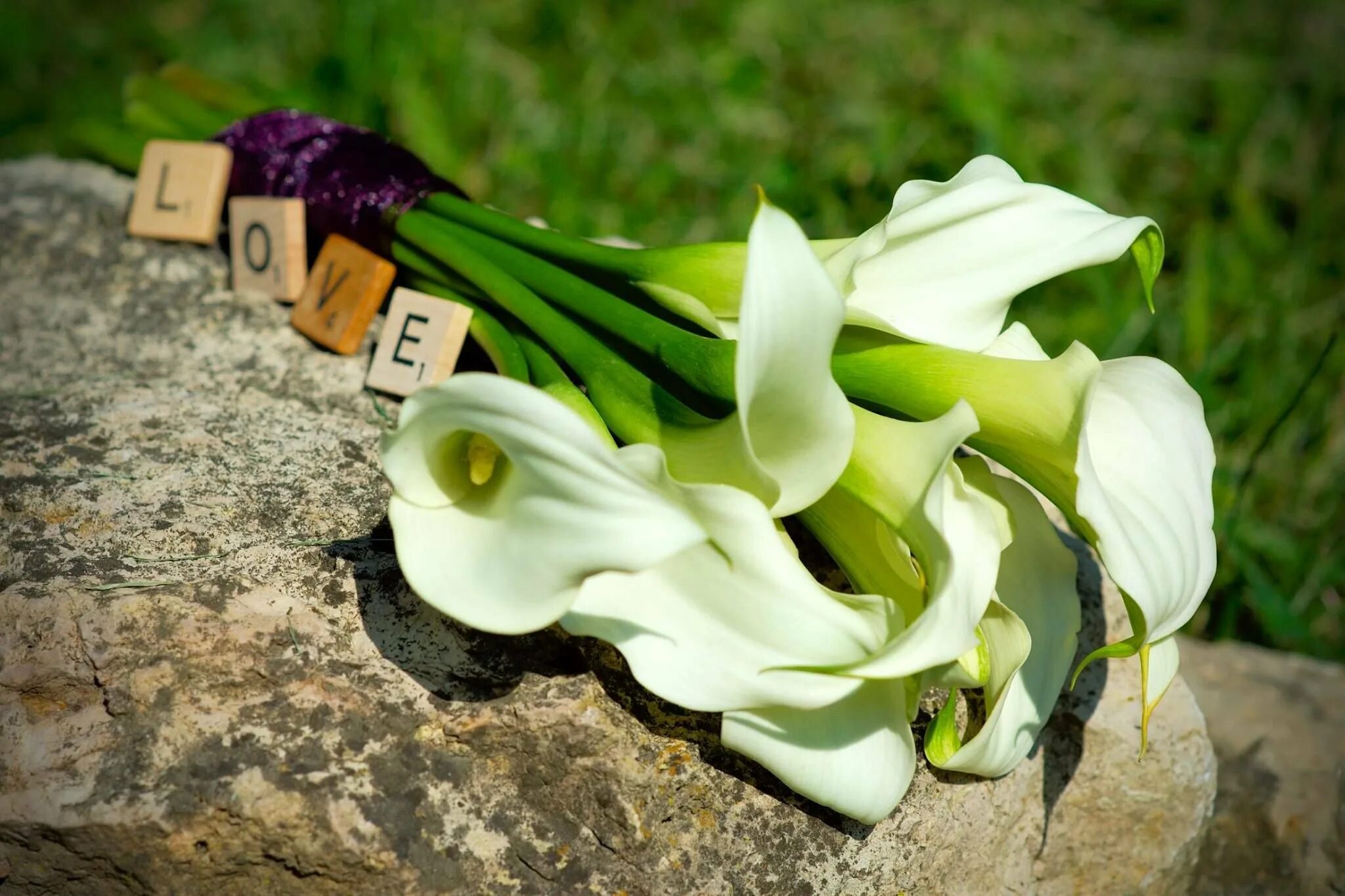 Значение цветов каллы. Calla lilies букет. каллы похоронные. каллы лежат. девушка с каллами.