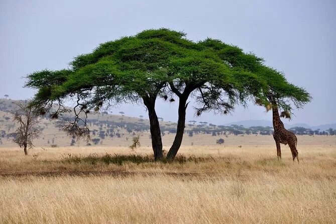 Африканская зонтичная Акация. Серенгети Танзания дерево. Акация в какой природной зоне