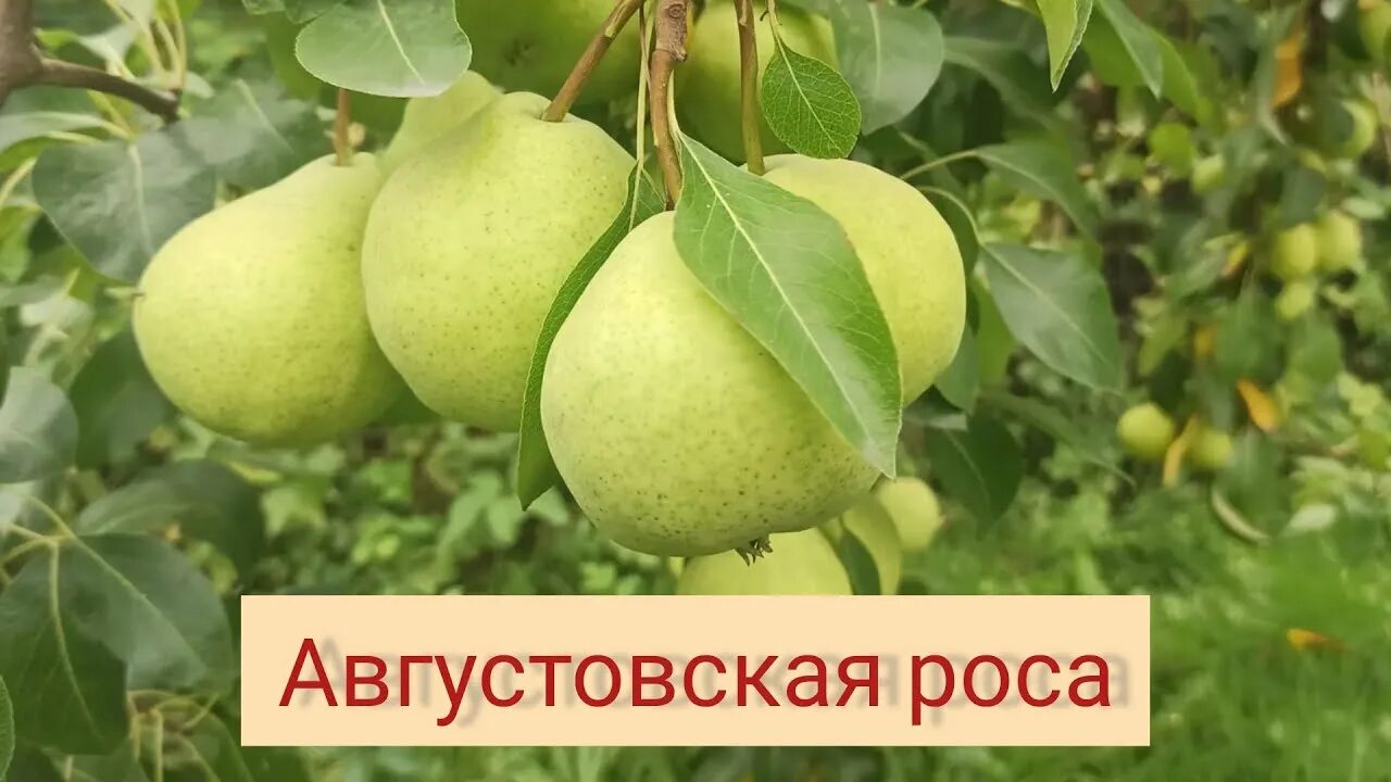 Груша августовская роса. Груша августовская роса (летний). Груша "августовская роса "(летняя)(4-5 лет). Груша августовская роса дерево. Августовская роса груша описание сорта опылители